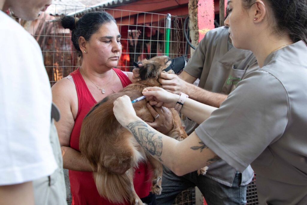 Raiva em herbívoros é fatal e pode ser prevenida com vacinação de rebanhos e controle da população de morcegos