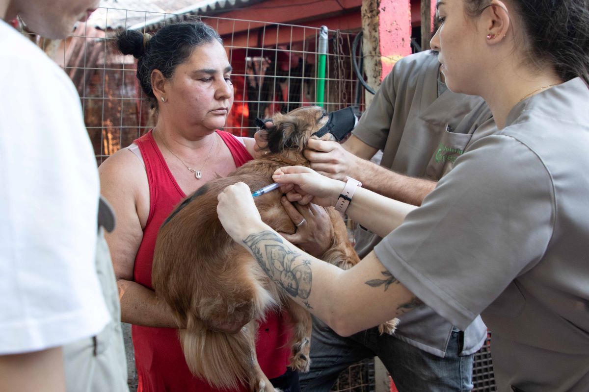 Raiva em herbívoros é fatal e pode ser prevenida com vacinação de rebanhos e controle da população de morcegos